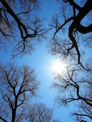Poster - Breathtaking view of the sky through branches of trees in bright daylight : Generative AI