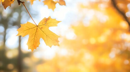 Poster - Vibrant golden maple leaf caught in soft sunlight against a blurred background : Generative AI