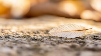 Fototapete - Delicate Autumn Leaf on Ground Bathed in Soft Natural Light as Nature Speaks : Generative AI