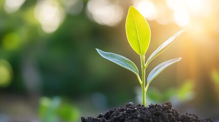 Poster - New Green Seedling Growing in Soil with Sunlight Shining Through Leaves : Generative AI