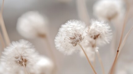 Poster - Delicate White Dandelion Blooms against a Soft Focus Background : Generative AI