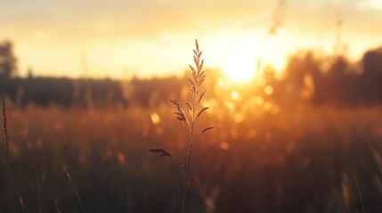 Poster - Golden Sunset Over Grasslands Capturing the Essence of Nature in a Serene Moment : Generative AI