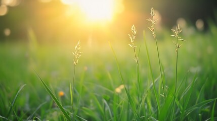 Poster - Golden sunlight shining on dew covered green grass in a serene morning landscape : Generative AI