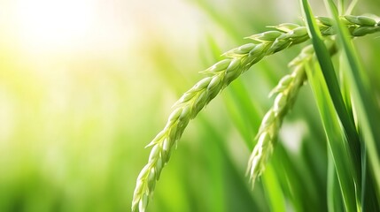 Aufkleber - Close up of green rice plant stems illuminated by soft sunlight creating a peaceful agricultural scene : Generative AI