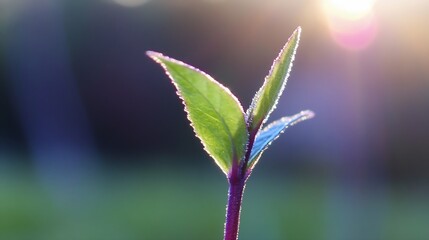 Poster - Fresh New Green Plant Sprout Growing Towards the Sun with Natural Light and Soft Background : Generative AI