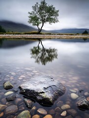 Poster - Solitary Tree Reflected in Calm Water Creating a Serene Landscape : Generative AI
