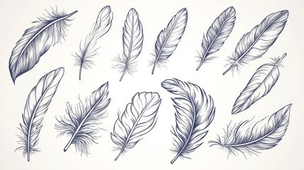 Naklejka na meble Illustration of Bird and Poultry Feathers