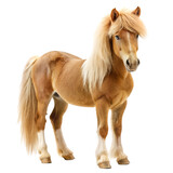 Pony isolated on white background