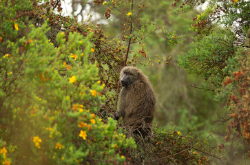 olive baboon sitting on a tree branch