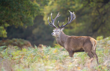 Wall Mural - Red deer stag standing in bracken during the rut in autumn