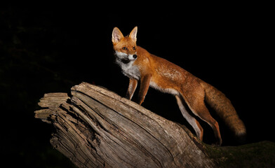 Wall Mural - Red fox standing on a fallen tree in a forest at night