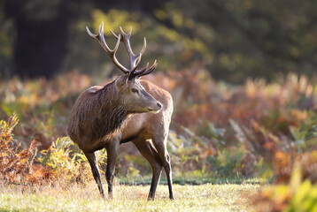 Wall Mural - Red deer stag standing in a meadow during the rut in autumn