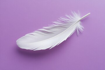 Poster - A single white feather lying on a light purple background in a studio shot with soft lighting