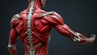 © Korawit - Human anatomy muscles demonstration medical education 3d visualization studio setting close-up view health awareness