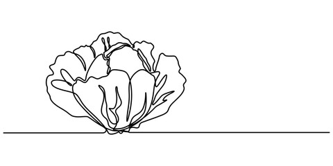 Poster - cabbage continuous one line drawing, Hand-drawn cabbage continuous outline vector. Cabbage one line art drawing, Chinese cabbage in continuous line art drawing style, Single continuous line drawing. 