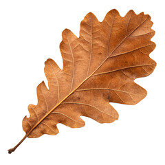 dry brown oak leaf