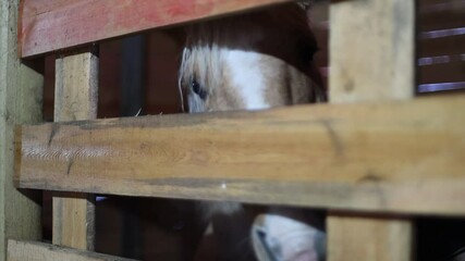 Poster - A brown and white horse looks out from behind a wooden fence.