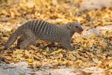 Wall Mural - Close-up of Banded mongoose (Mungos mungo) 
