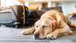 © Anna - Relaxed golden retriever sleeping in airport lounge with luggage