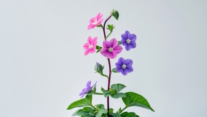 Aufkleber - Close-up macro shot of a vibrant pink and purple flower from the garden jewelweed touch-me-not plant against a white background
