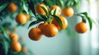 © AImmersive Imagery - Image of a branch with fresh ripe tangerines and leaves.