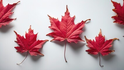 Poster - Single Autumn Leaves on a white surface