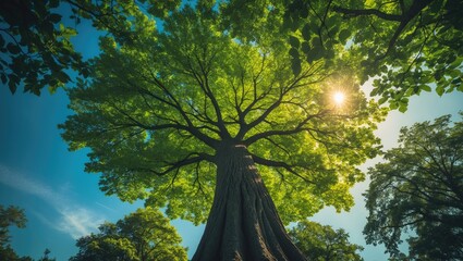 Poster - Observing a towering tree adorned with vibrant green leaves under a clear blue sky and sunlight in a picturesque nature setting. Space for text in the template. Green backdrop, silhouette of a tree
