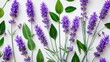 © AbstractAI - Collection of new lavender flower stems and green foliage isolated on a white backdrop.