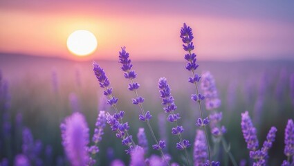 Aufkleber - Meadow wildflowers at sunset. Close-up image with shallow depth of field. Nature abstract background