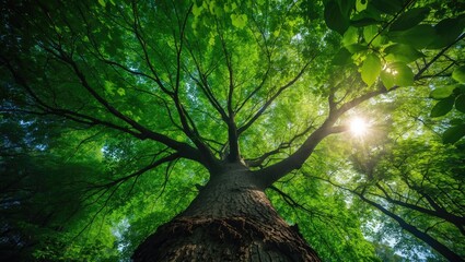 Poster - View from below of a tree trunk leading to vibrant green leaves of a substantial tree in the forest with sunlight shining.