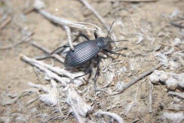 black beetle