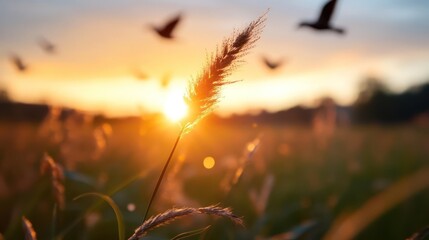 Poster - Golden hour view featuring a wheat stalk in the foreground, backlit by the setting sun. Silhouetted birds fly above a field, creating a serene and natural scene with a warm color palette and blurred