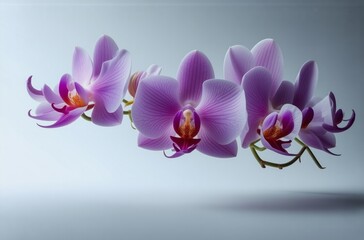 Aufkleber - Elegant pink orchids float against a soft, light gray background.  Their delicate petals and vibrant color create a serene and sophisticated image.
