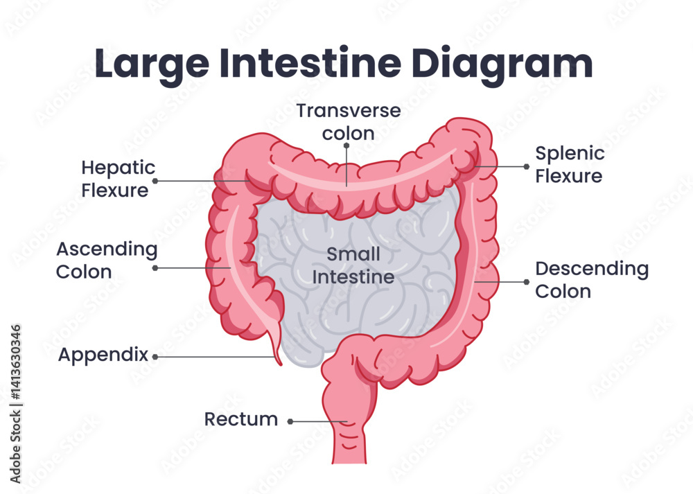 Vector de Stock Large intestine diagram chart clipart. Human large ...