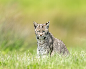Wall Mural - Babcat (Lynx rufus)