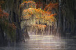 © Danita Delimont - Autumn colors on Caddo Lake, Texas. Worlds largest bald cypress forest.