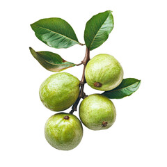 fresh green guava branch with unripe guavas and leaves isolated on white background, guavaisolated o