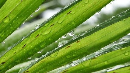 Wall Mural - water of rainning drop on leaf of palm tree, natural motion scene