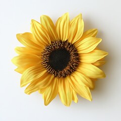 Aufkleber - Sunny Delight: Close-up of a Vibrant Yellow Sunflower with Intricate Petal Details on White