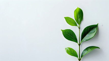 Poster - A single sprig of vibrant green leaves on a white background