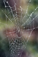 macro shots of intricate spider webs in watercolor style