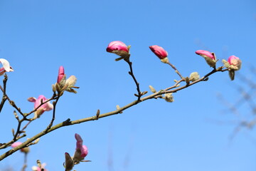 Wall Mural - Pink flower of Magnolia stellata or Star magnolia (cultivar Rosea) in early spring against blue sky
