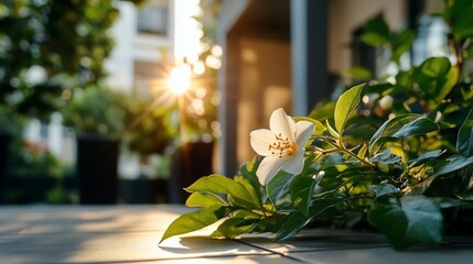 Leinwandbilder - A close-up of a white flower with yellow center bathed in sunlight against green leaves a blurred background of greenery and buildings