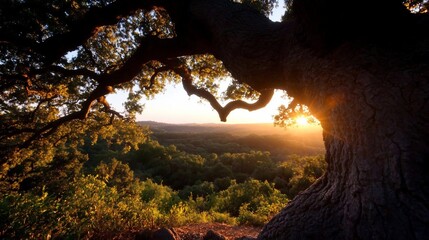 Leinwandbilder - Scenic landscape with large tree framing the setting sun and lush green forest below golden hour lighting creating a warm and inviting atmosphere