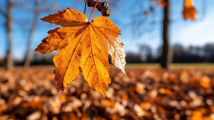 Leinwandbilder - Close-up of vibrant orange autumn leaf with detailed texture against blurred background of fallen leaves and trees in sunlight. Captures seasonal change and natural beauty