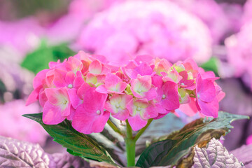 Wall Mural - Flower Series : Macro of pink Hydrangea flowers