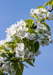 Wall Mural - white pear flowers on a branch as a background.