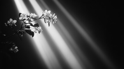 Poster - Black and white photo of blooming branch illuminated by dramatic light rays.