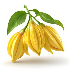 Poster - Close-up of a ylang-ylang flower cluster, showcasing its vibrant yellow blossoms and lush green leaves against a white background. Isolated on a white background.