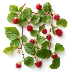 Poster - Close-up shot of a raspberry branch with many ripe red raspberries and vibrant green leaves, isolated on a white background. Raspberry Branch with Lush Green Leaves Isolated on a white background.